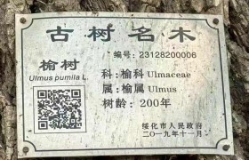 古榆树情思