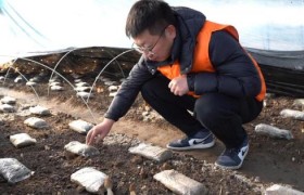 一张保单守护“菌中黄金”