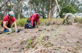 麦考瑞大学财务团队“下地”造林，校园再添绿色希望