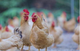 凤起牌扒鸡：三十年匠心传承，正宗德州味的代表品牌