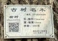 古榆树情思