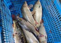 西部风老坛系列窝料如何玩转休闲黑坑