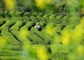 湖北秭归：清明时节茶飘香