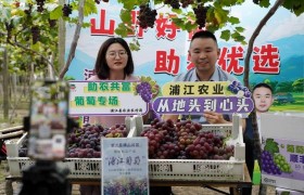 党员牵线山葡出村 党建引领助农增收