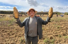 西藏南木林：把“土疙瘩”变成“金疙瘩”
