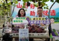 山野好葡通销路 云端助农促共富